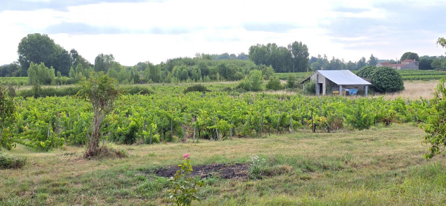 BLAYE Propriété viticole avec ancien manoir du 15ème siècle, chai, maison d'habitation et dépendances 4