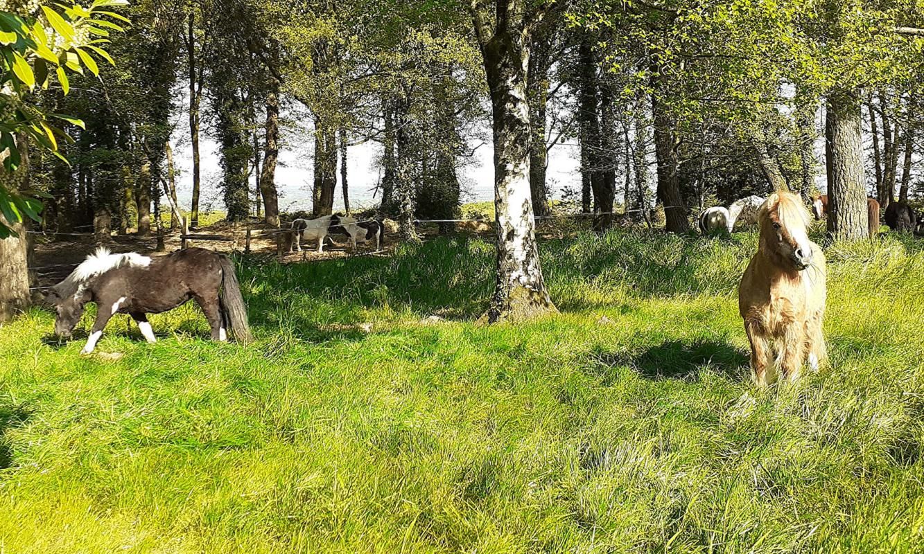 MALGUENAC Centre Equestre en Centre Bretagne, Murs commerciaux 2