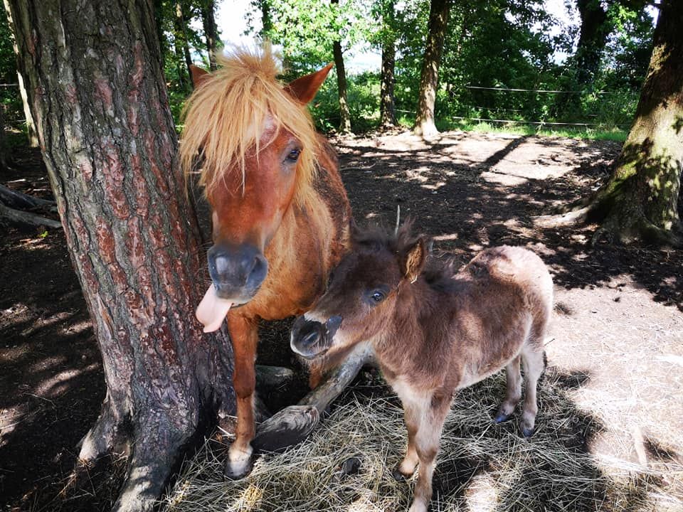 MALGUENAC Centre Equestre en Centre Bretagne, Murs commerciaux 3