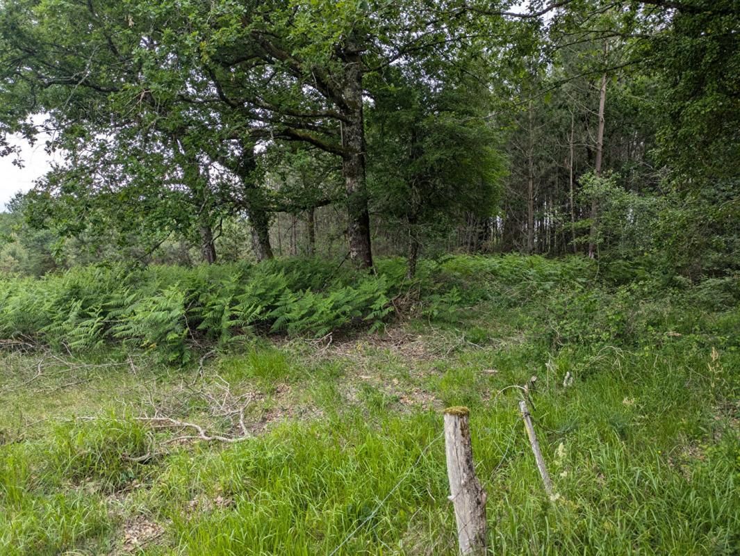 CERCOUX 12 ha de terres avec étang et bois, Cercoux 3