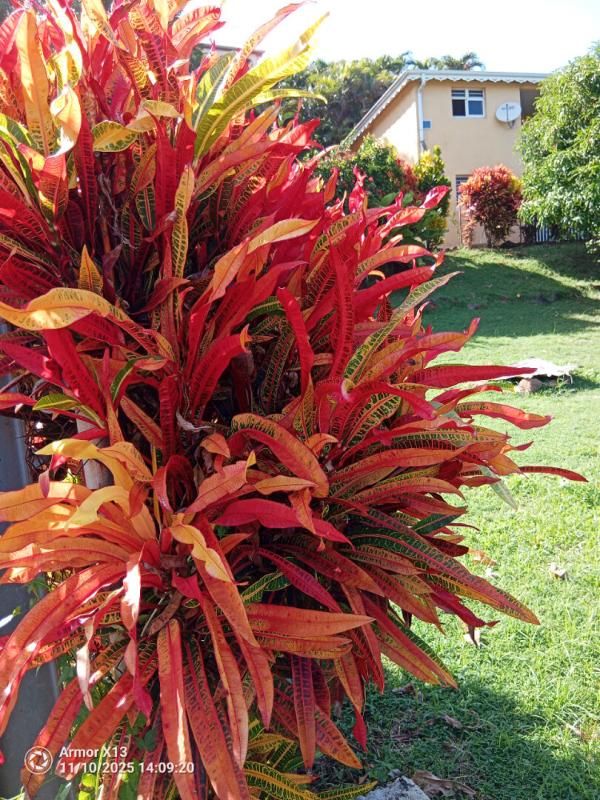 LE MARIGOT Immeuble Le Marigot 240 m2 3