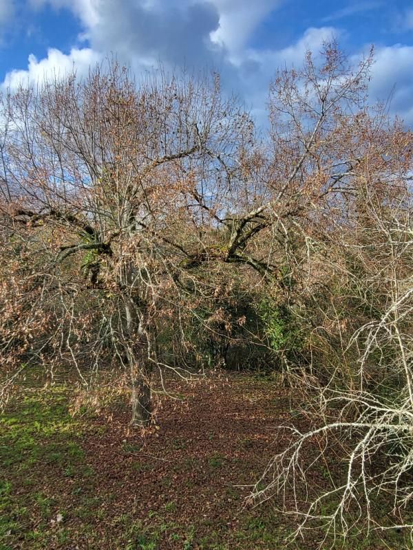 COULOUNIEIX-CHAMIERS Maison individuelle 4 pièces 3