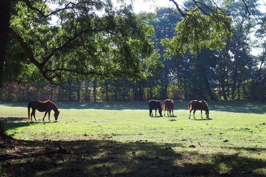 ALENCON Maison  10 pièce(s) 340 m2 4
