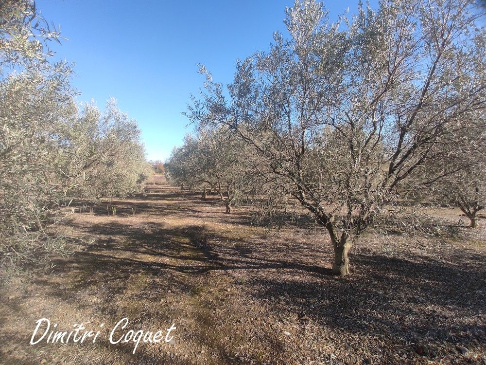 ROUJAN OLIVERAIE A VENDRE DE 75 ARBRES 2