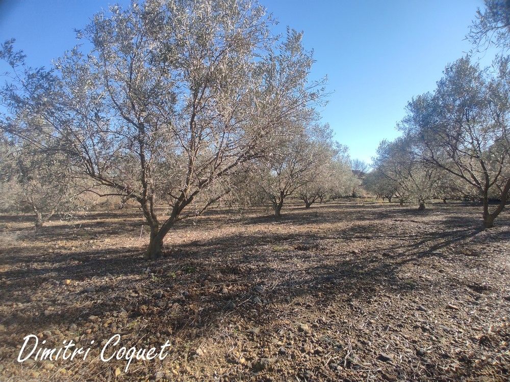 ROUJAN OLIVERAIE A VENDRE DE 75 ARBRES 3