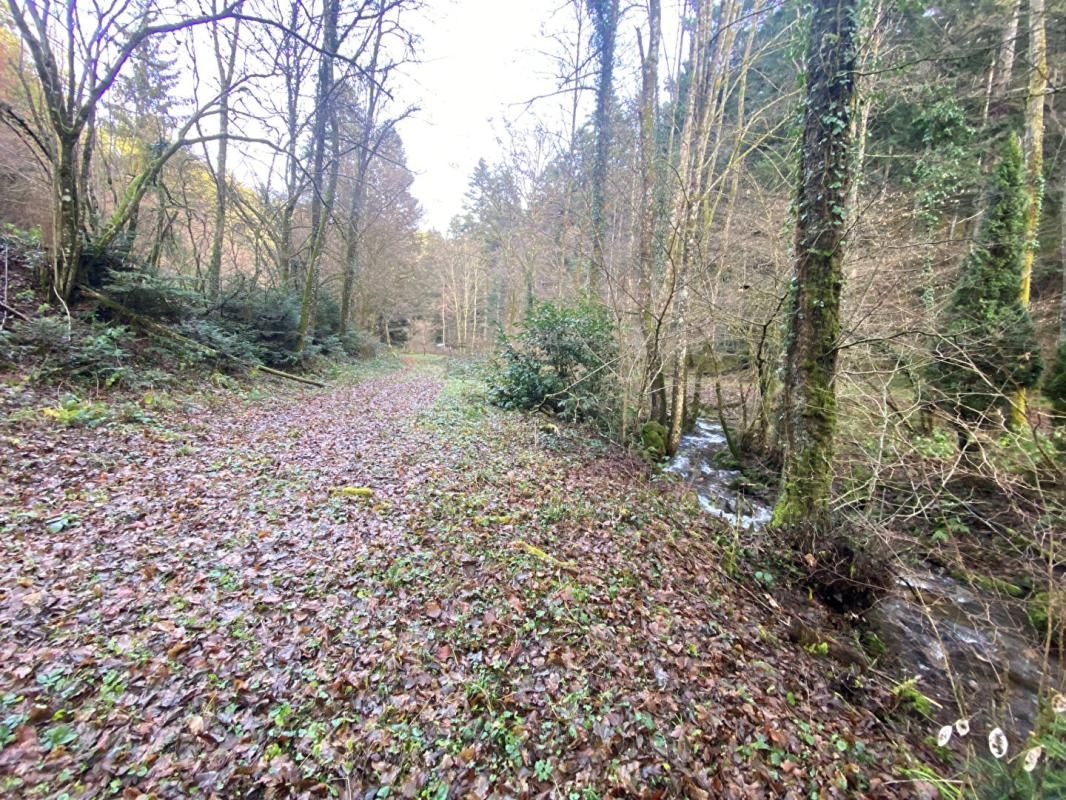 WILLER-SUR-THUR Terrain + cabane + lac naturel  , Willer sur THUR 68760 4