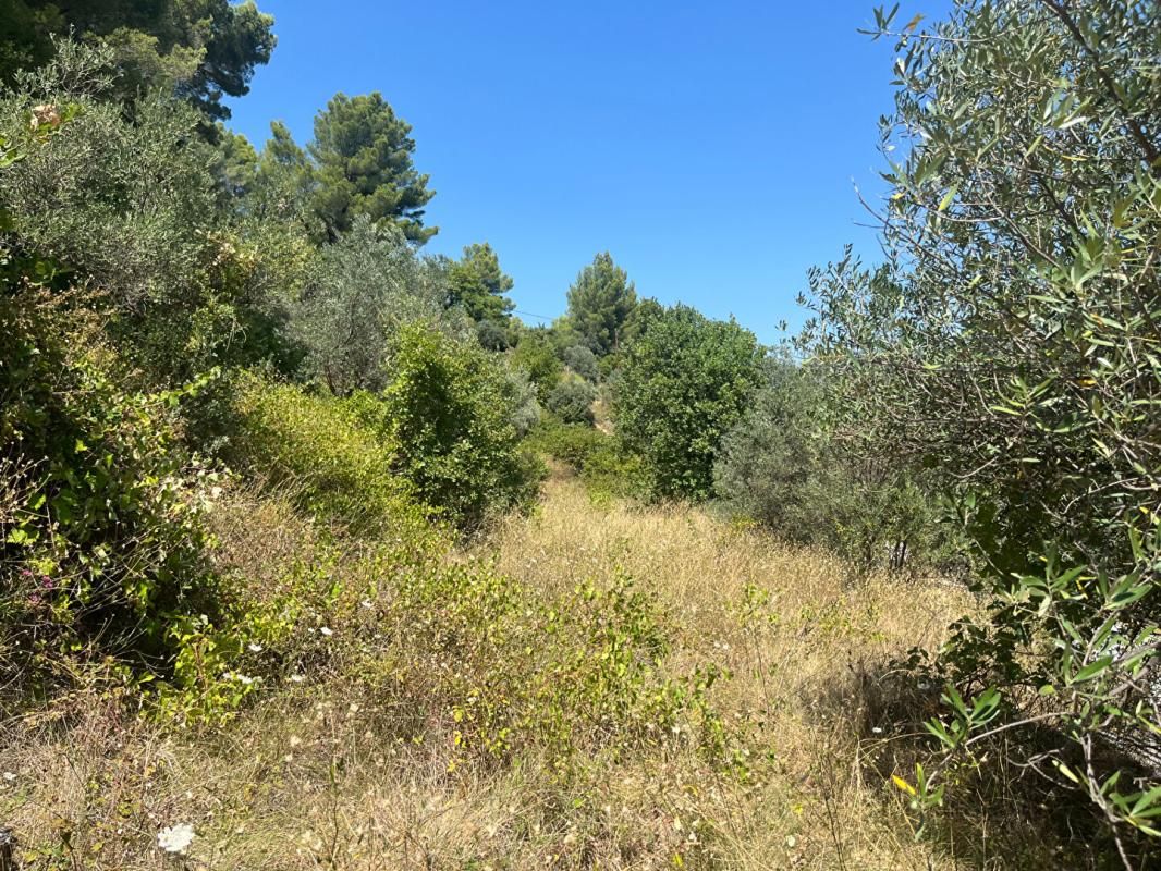 AMPUS Terrain  5626 m2 3