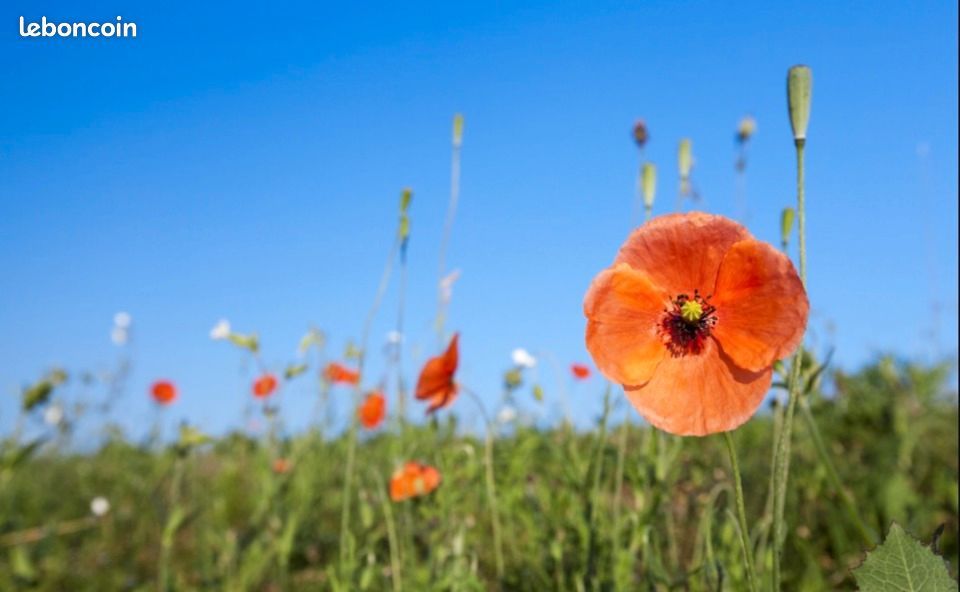 TERRAIN A VENDRE A CARCANS