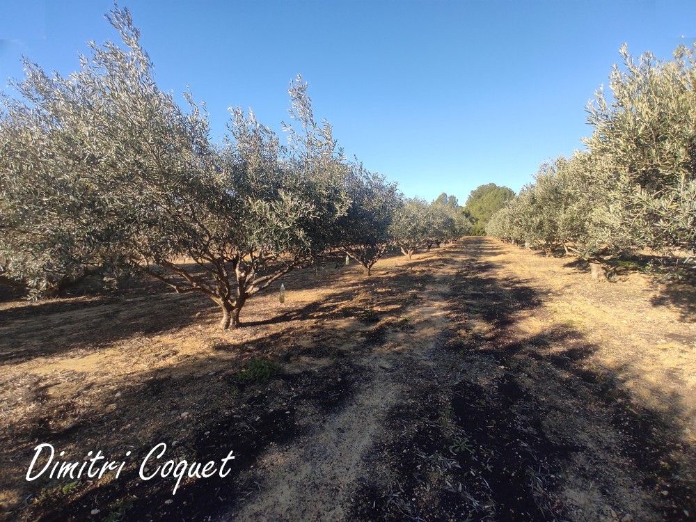 POUZOLLES Oliveraie à vendre Pouzolles 34480 1