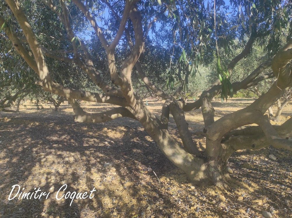 POUZOLLES Oliveraie à vendre Pouzolles 34480 3