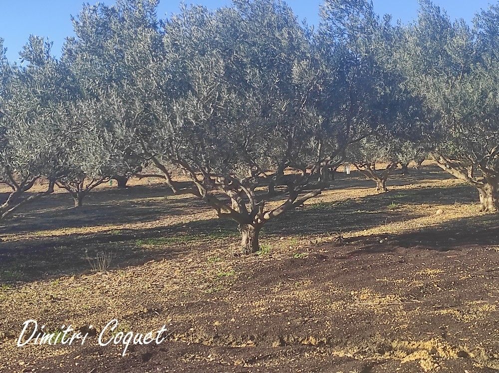 POUZOLLES Oliveraie à vendre Pouzolles 34480 4