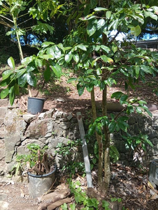 FORT-DE-FRANCE Terrain  ravine vilaine 840m2 4