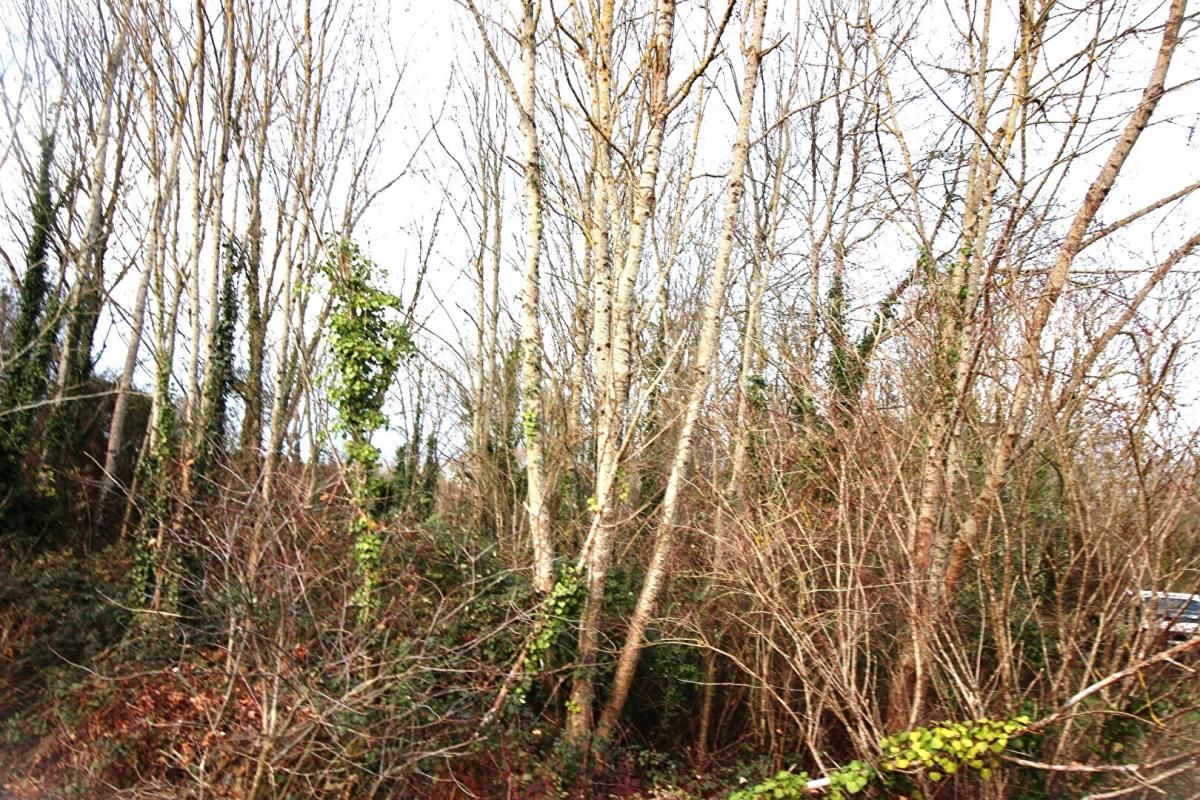 Bois et Terrain de loisirs à Belluire 17800