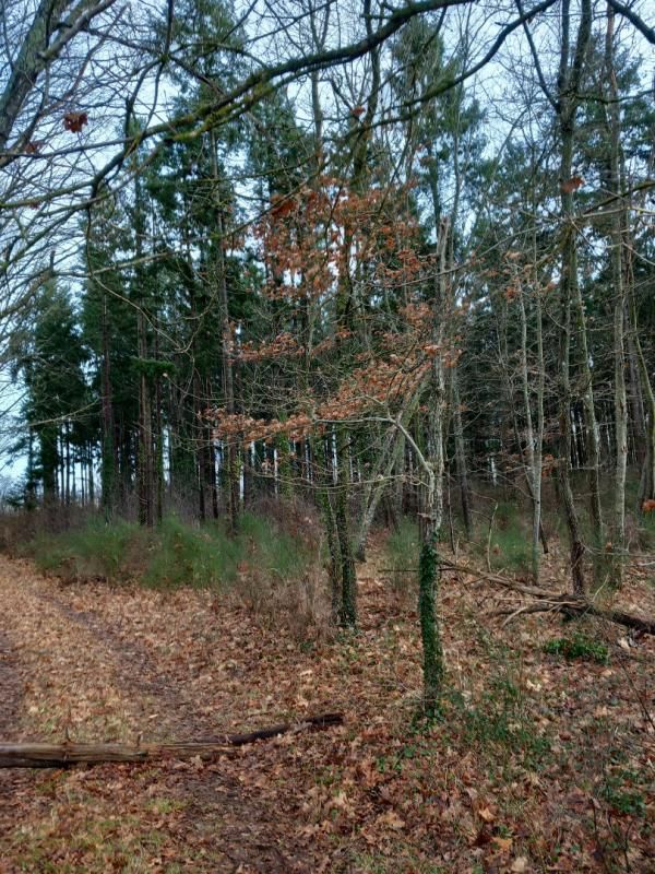 SAINT-PERE-SUR-LOIRE Terrain Saint Pere Sur Loire 31200 m2 1