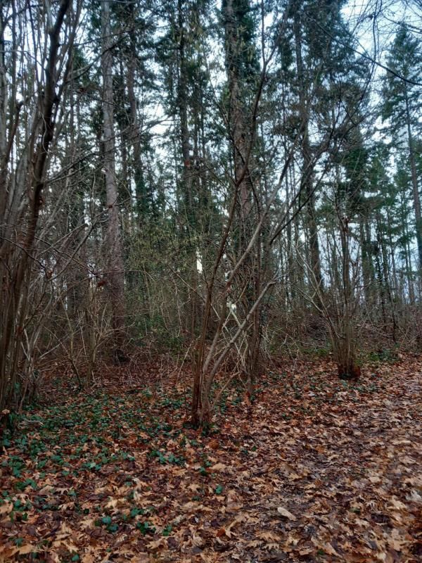 SAINT-PERE-SUR-LOIRE Terrain Saint Pere Sur Loire 31200 m2 2