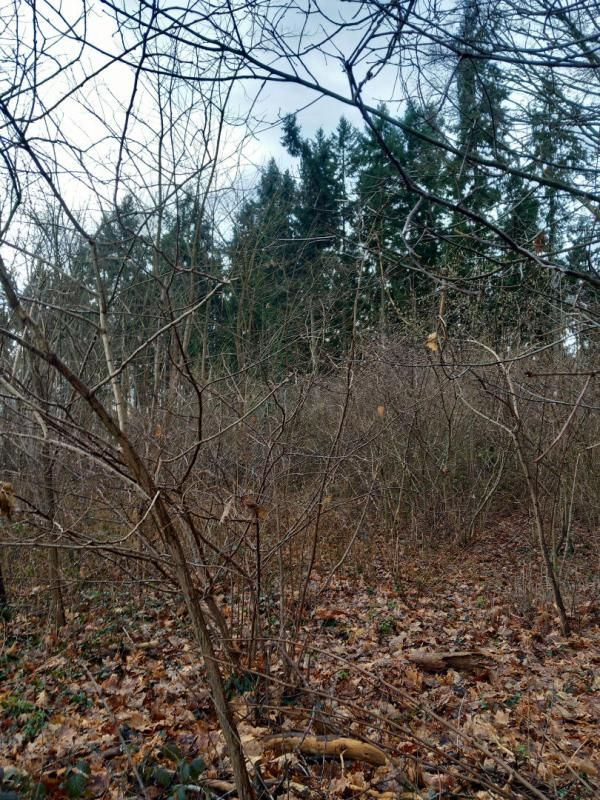 SAINT-PERE-SUR-LOIRE Terrain Saint Pere Sur Loire 31200 m2 3