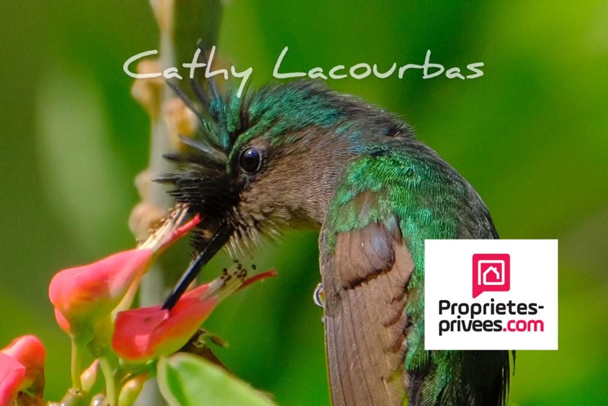 DESHAIES GUADELOUPE - Domaine touristique 30 couchages-Deshaies- Guadeloupe 3