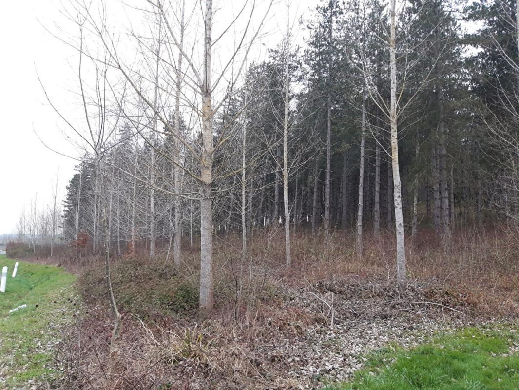 CAUZAC Domaine forestier 2