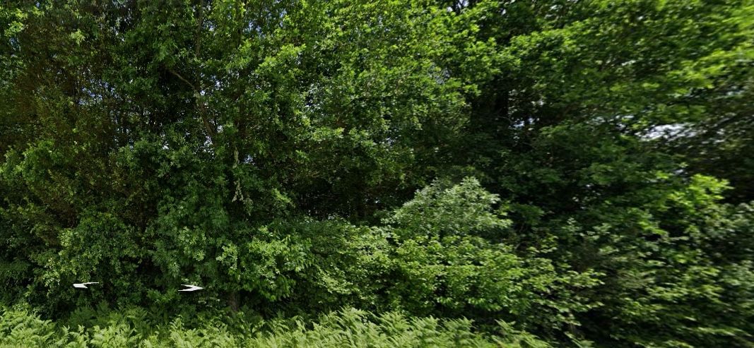 EXCLUSIVITE Parcelle de bois de 6381 m2 avec différentes essences d'arbres