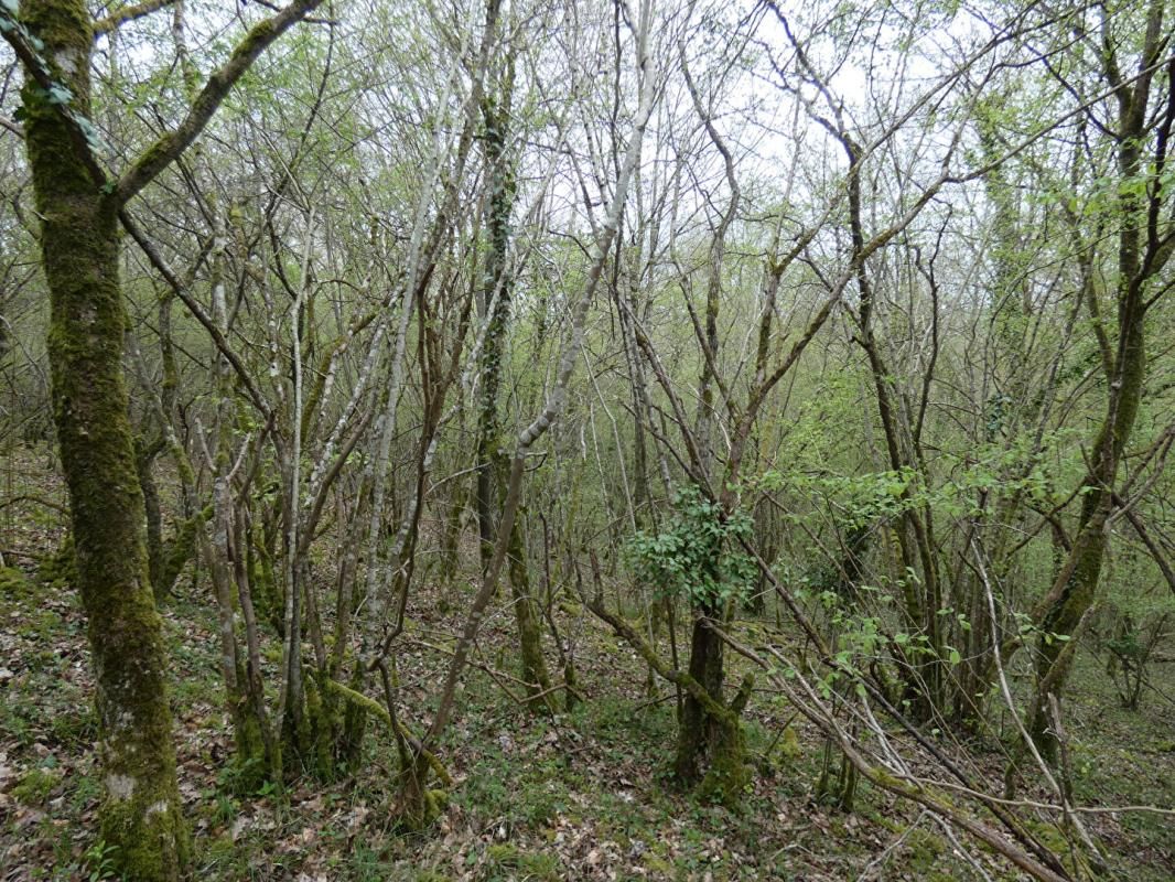 GARENNES-SUR-EURE parcelles de bois 8257 m² 3