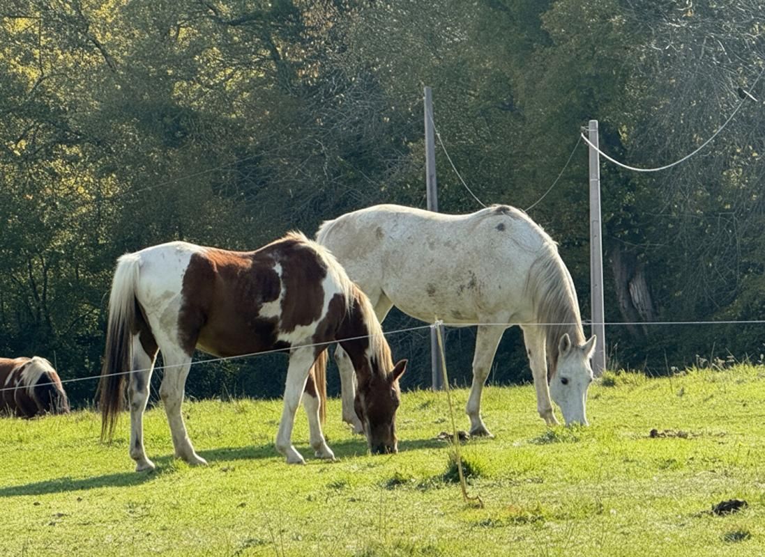 MASSEUBE Maison de caractère 250 m²  - 2 hectares -Vue Pyrénées - Proche Masseube 2
