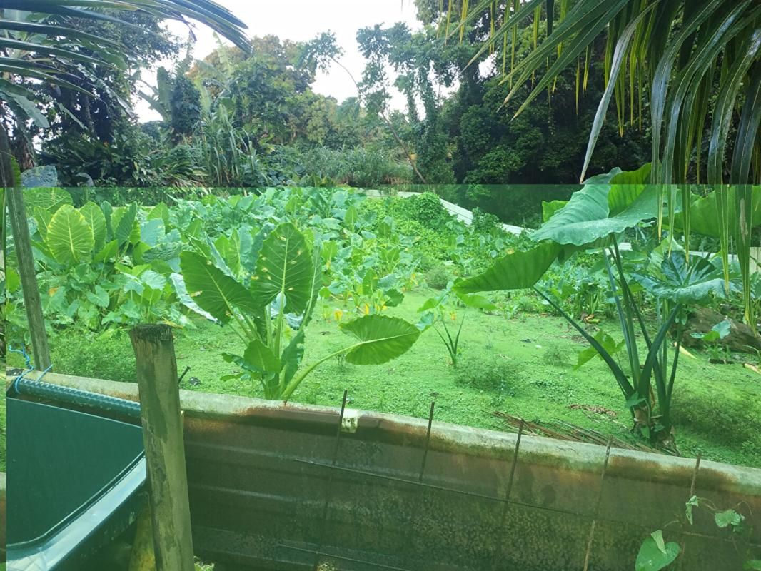 GROS-MORNE Terrain 500 m2 a vendre au gros -morne 1