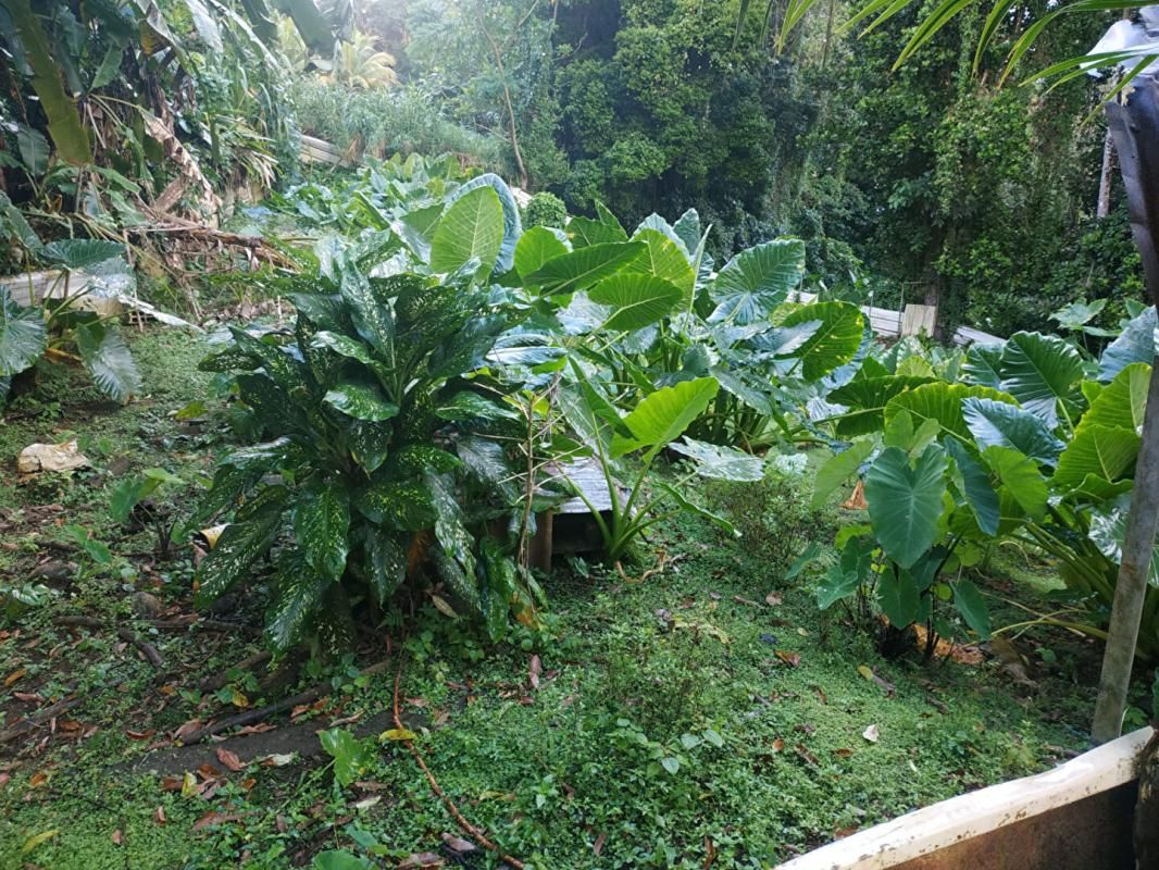 GROS-MORNE Terrain 500 m2 a vendre au gros -morne 4