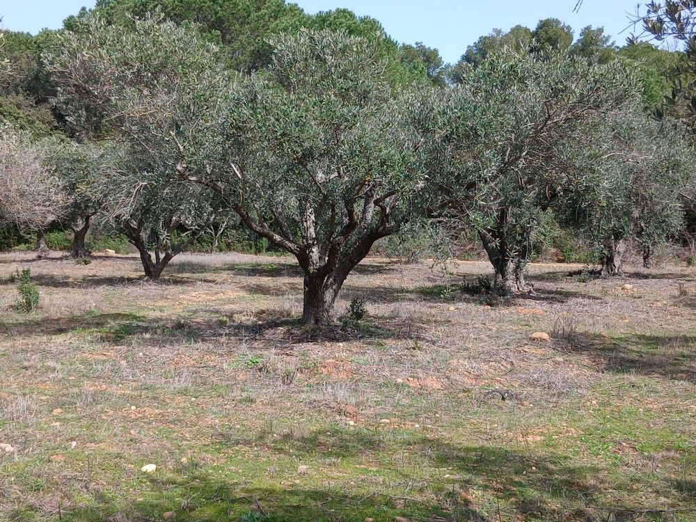 Oliveraie à vendre département du Gard