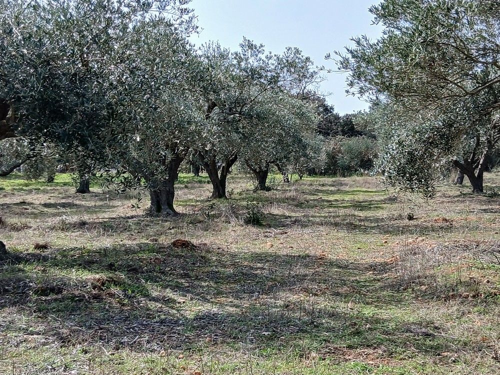 BEAUVOISIN Oliveraie à vendre département du Gard 3