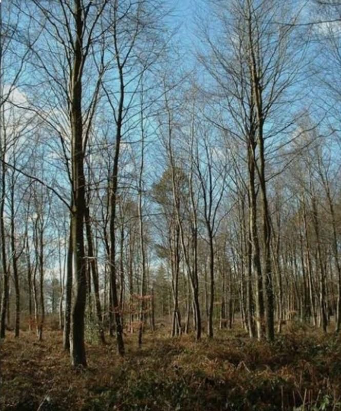 ECHOURGNAC Terrain boise 3100m² non constructible 1