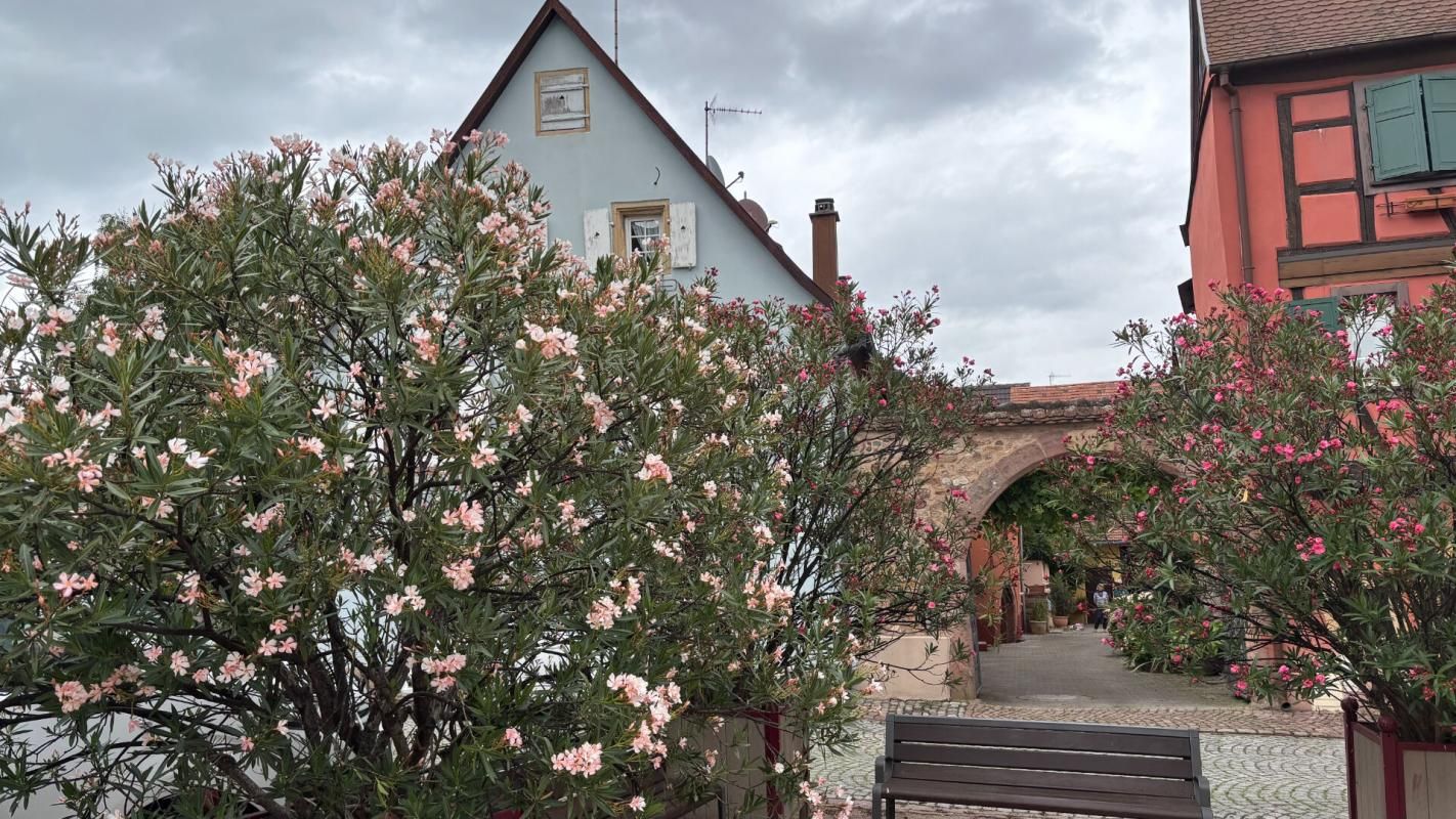 TURCKHEIM Maison Turckheim 6 pièce(s) 173,92 m2 2