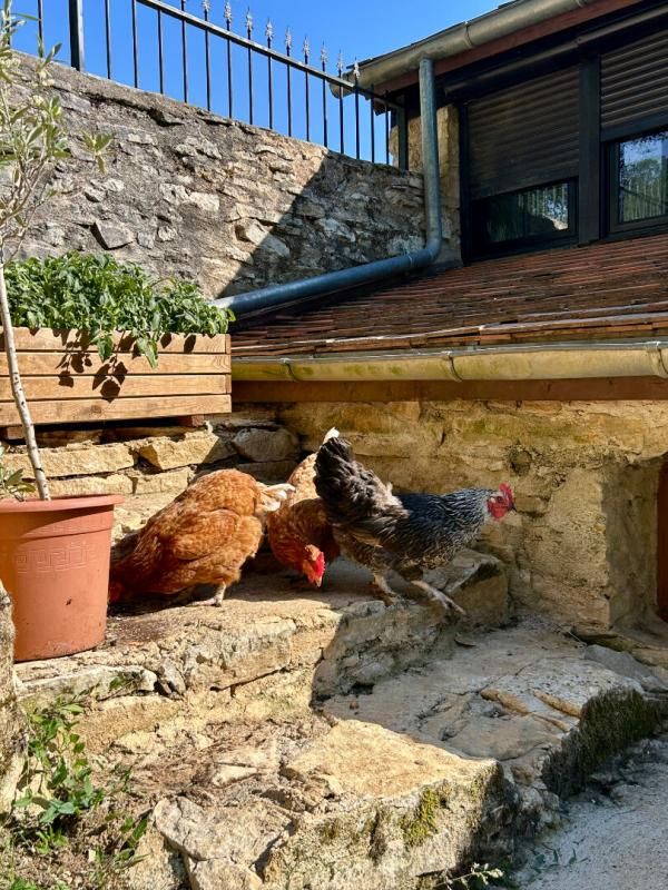 SAINT-MARTIAL-D'ALBAREDE A vendre, en exclusivité, superbe périgourdine en pierre au coeur du Périgord vert 2