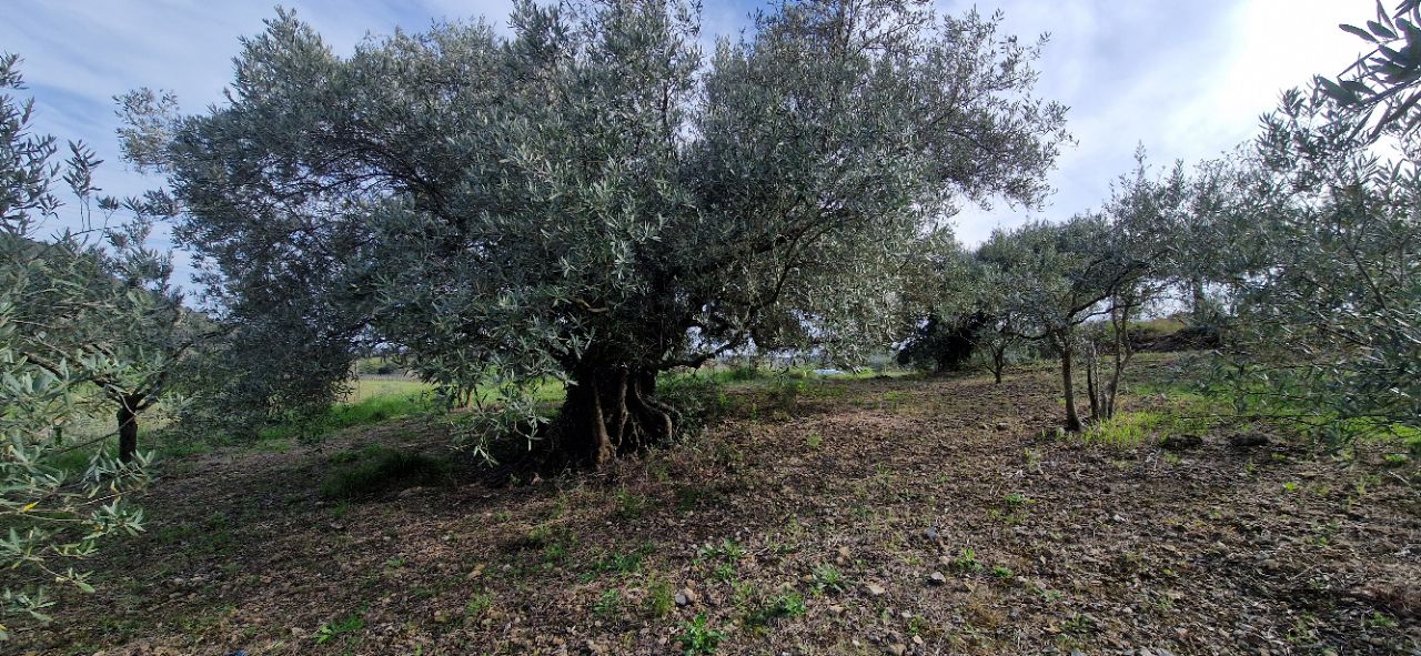 FONTES Terrain agricole de  26000 m2 avec oliviers 1