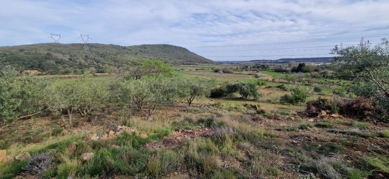 FONTES Terrain agricole de  26000 m2 avec oliviers 4